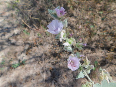Sphaeralcea axillaris