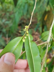 Chrysophyllum brenesii