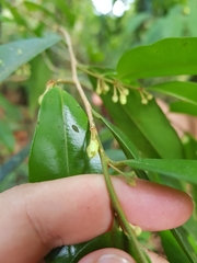 Chrysophyllum brenesii