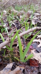 Hemerocallis fulva