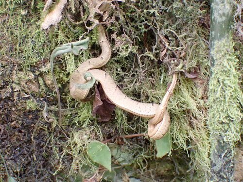 Side-striped palm pit viper