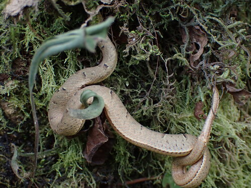 Side-striped palm pit viper