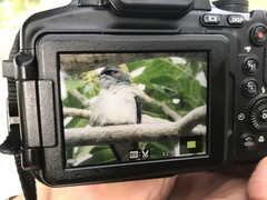 Hemiprocne longipennis