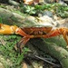 Neotropical Freshwater Crabs - Photo (c) Rodrigo Dias, some rights reserved (CC BY-NC), uploaded by Rodrigo Dias