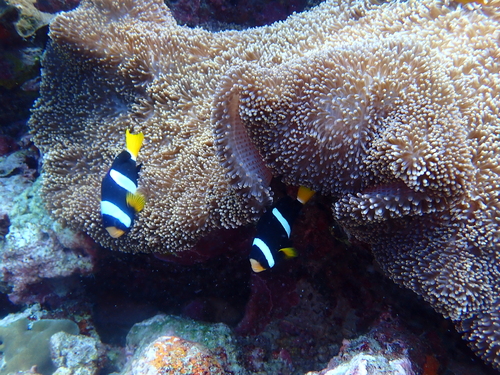 Amphiprion clarkii