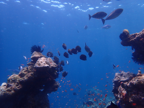 Chaetodon collare