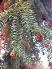 Cunninghamia