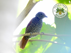 Thamnophilus tenuepunctatus