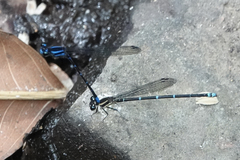 Argia oculata