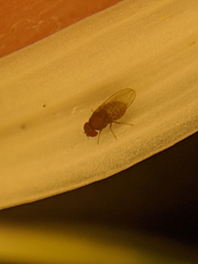 Drosophilidae