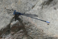 Argia pulla