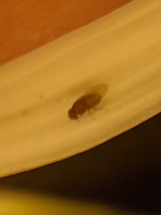 Drosophilidae