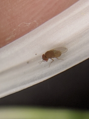 Drosophilidae