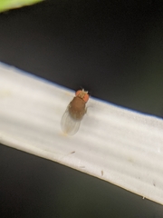 Drosophilidae
