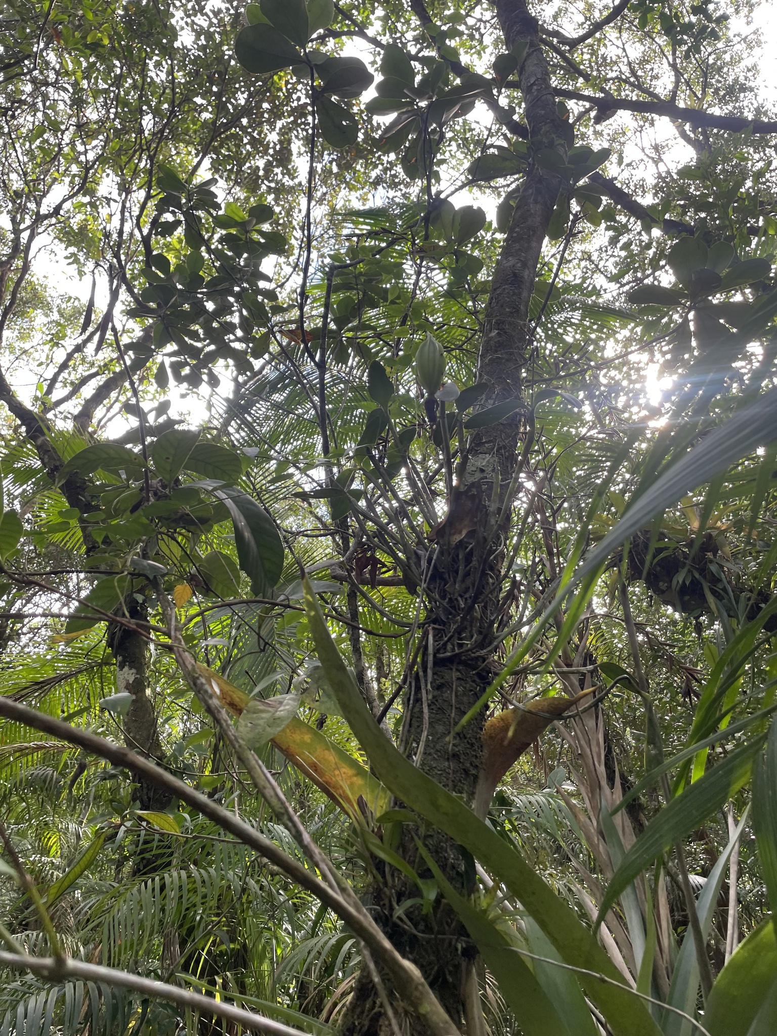 Imagem de Orquídea boca de lobo