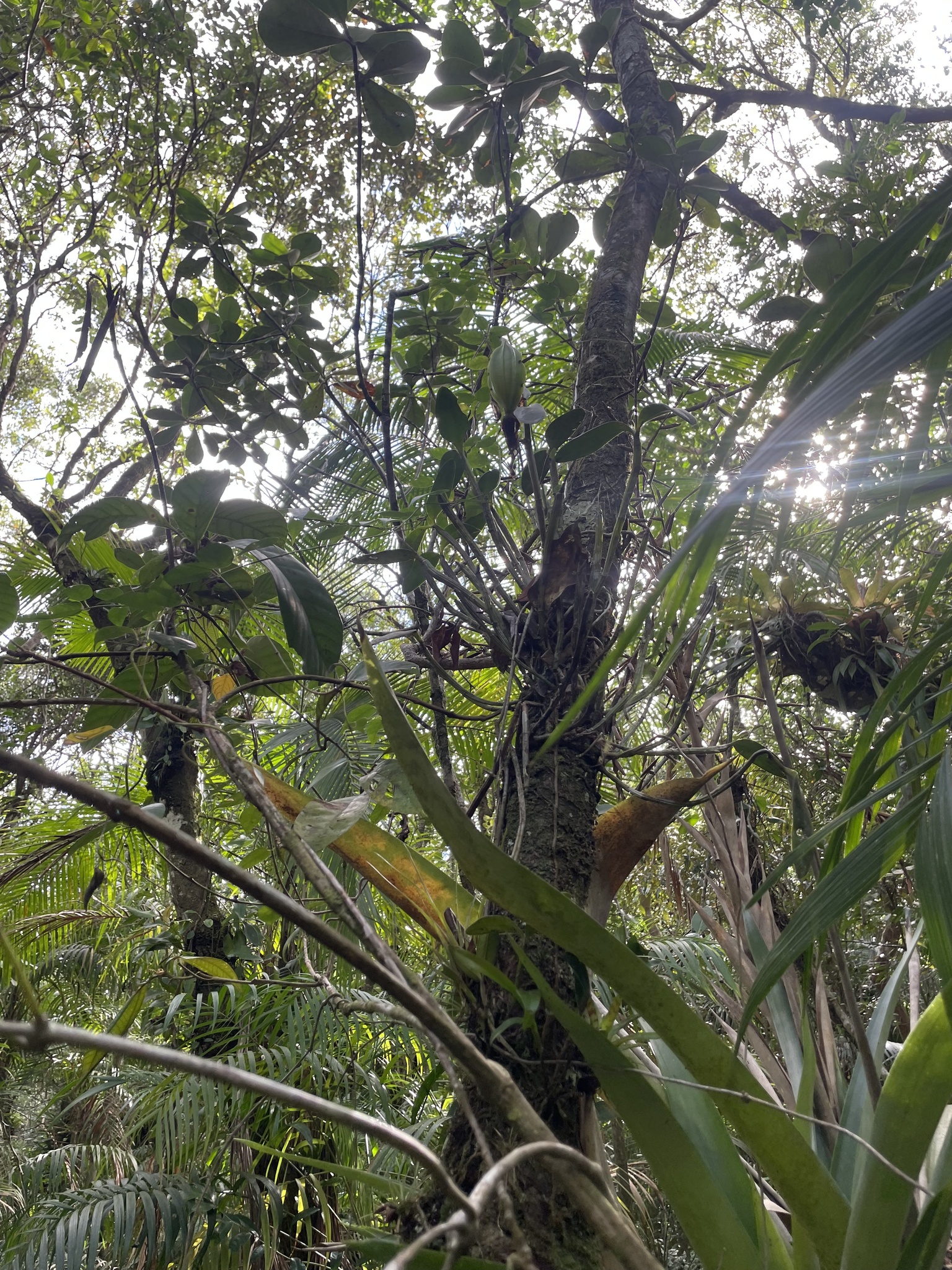 Imagem de Orquídea boca de lobo