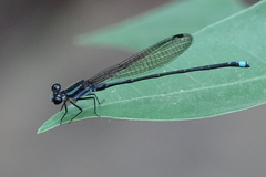 Argia indicatrix