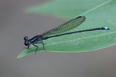 Argia indicatrix