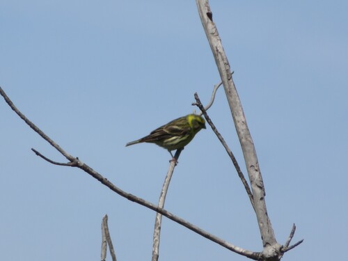 Avistamiento Serinus serinus