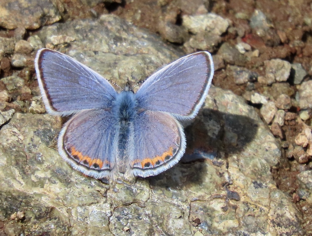 Polyommatina
