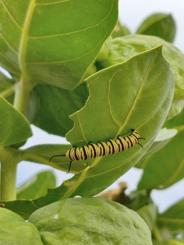 Southern Monarch