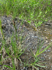 Carex aquatilis stans