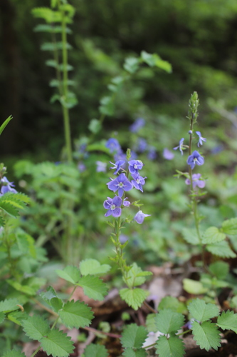 Germander Speedwell