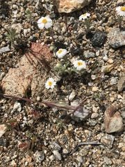 Eriophyllum wallacei rubellum