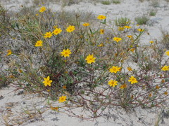 Bidens cabopulmensis