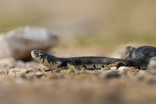 grass snake