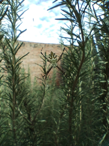 Silver Garden Orbweaver