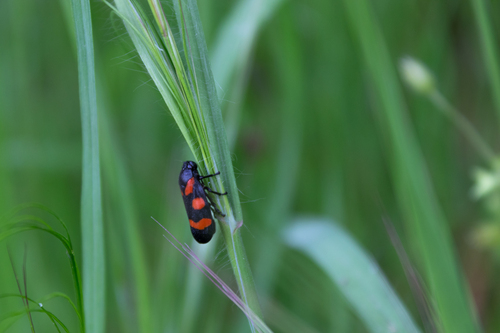 Cercopis