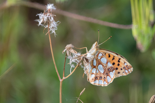 Queen of Spain Fritillary