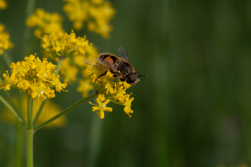 Eurasian Drone Fly