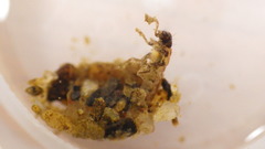 Glossosoma