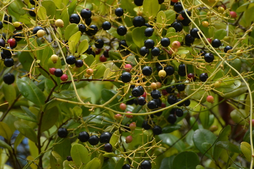 Myrcia guianensis observed 2026-04-14