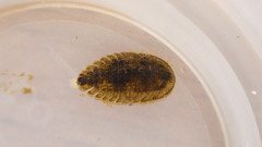Ectopria nervosa