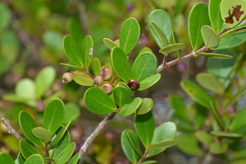 Myrcia guianensis observed 2026-04-14
