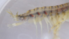 Gammarus fasciatus