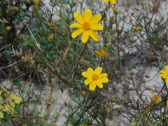 Bidens cabopulmensis