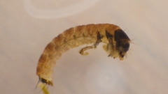 Glossosoma