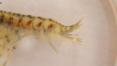 Gammarus fasciatus
