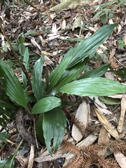 Acanthophippium sylhetense