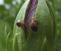 Nisotra bicolorata