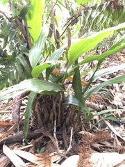 Acanthophippium sylhetense