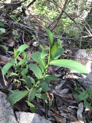 Goodenia decurrens