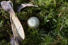 Podophyllum peltatum