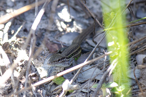 Serra de Cipó Whiptail, Ameivula cipoensis