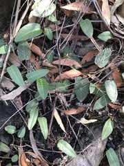 Hardenbergia violacea