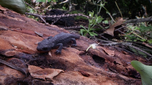 Rough-skinned Newt observed by david_guo618